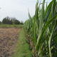 Representational image of a sugarcane field.